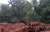 Old tree in Jeppu uproots in rain